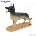 PNT-0824 Nuevo modelo animal de diseño modelo anatómico Perro entero